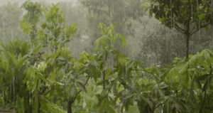 Weather in Rajasthan