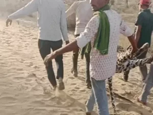 बीकानेर: इस गांव में तेंदुए ने पिता-पुत्र पर किया हमला, दांती के वॉर से लेपर्ड की मौत