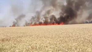 बीकानेर: भीषण आग से 10 बीघा गेहूं की फसल राख, किसानों को भारी नुकसान